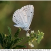 cela argiolus imago11 kher